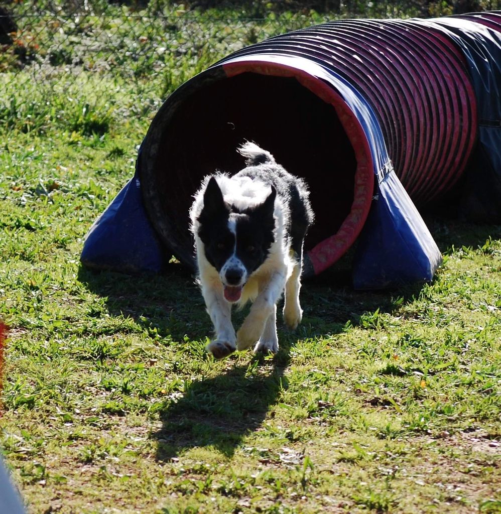 des Crocs de Provence - Concours d'agility d'Eurocopter