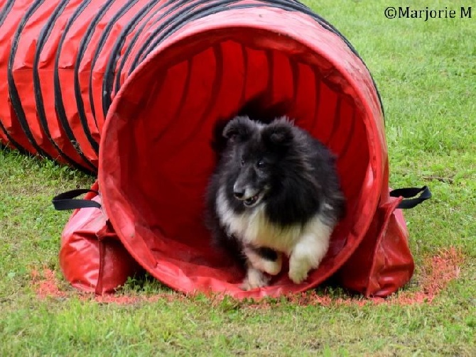 des Crocs de Provence - Concours d'agility de Saint Ouen en Belin