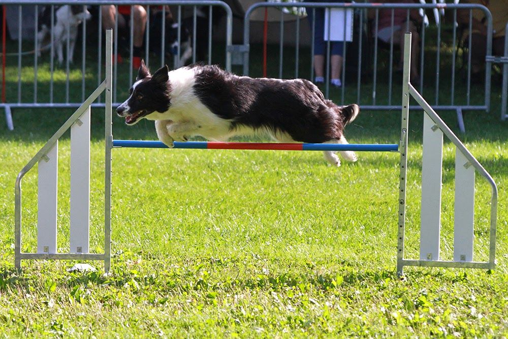 des Crocs de Provence - Concours d'agility de Chambéry