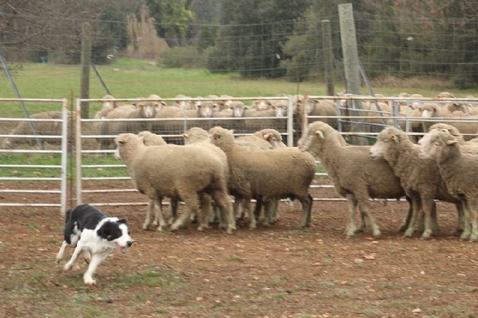 des Crocs de Provence - Stage troupeau