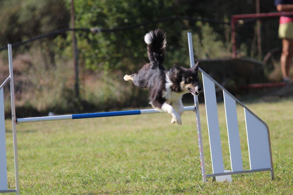 des Crocs de Provence - Brevet d'agility pour Nausicaa