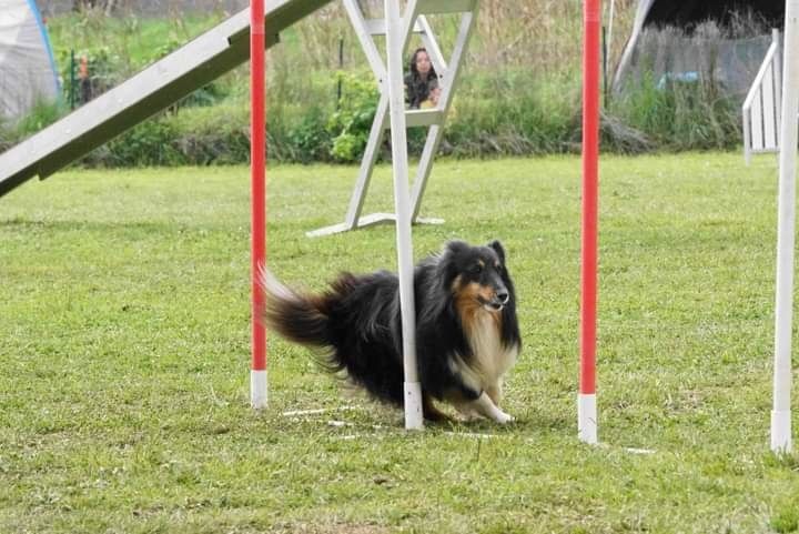 des Crocs de Provence - Iakari au concours d'agility de Cannes