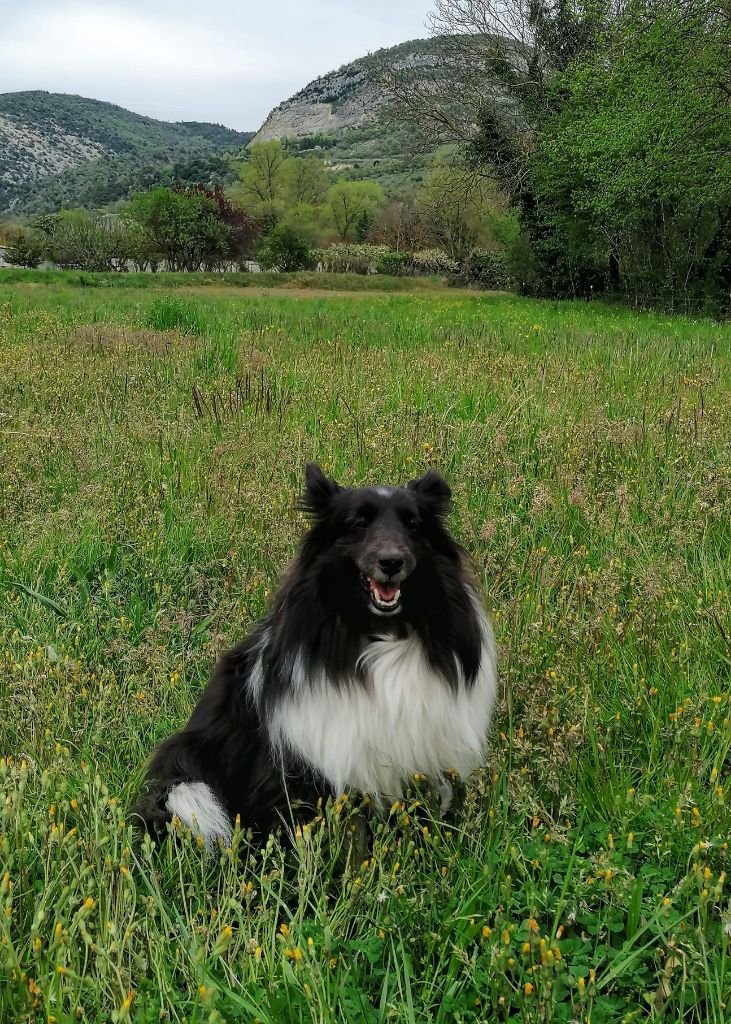 des Crocs de Provence - Des nouvelles d'Idylle