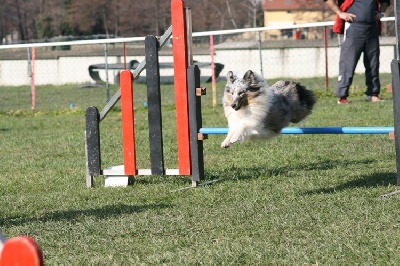 des Crocs de Provence - Concours d'agility de Lorette