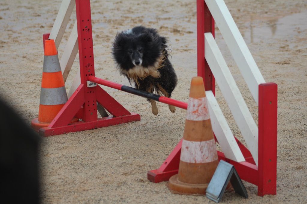 des Crocs de Provence - Concours d'agility de Saint Paul les Dax