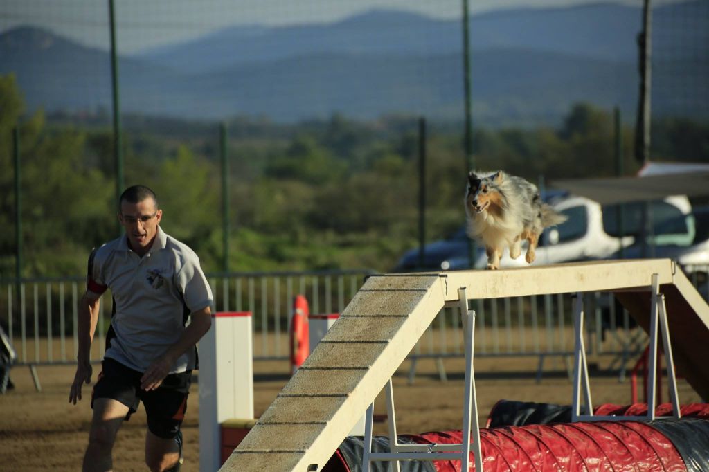 des Crocs de Provence - Concours d'agility de Chateauroux