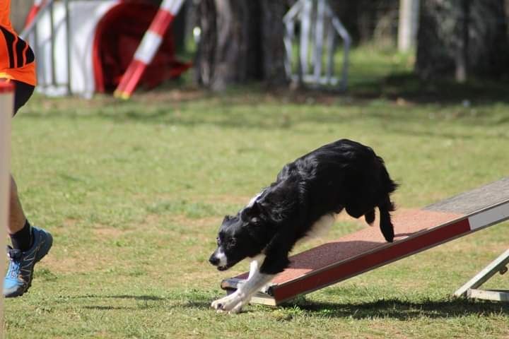 des Crocs de Provence - Concours d'agility de Marignane