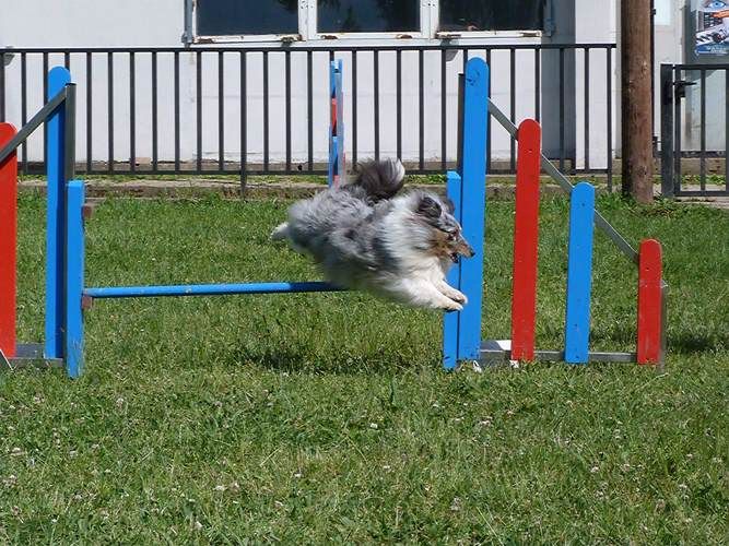 des Crocs de Provence - Concours d'agility de Peronnas