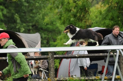 des Crocs de Provence - Concours d'agility d'Aix en Provence