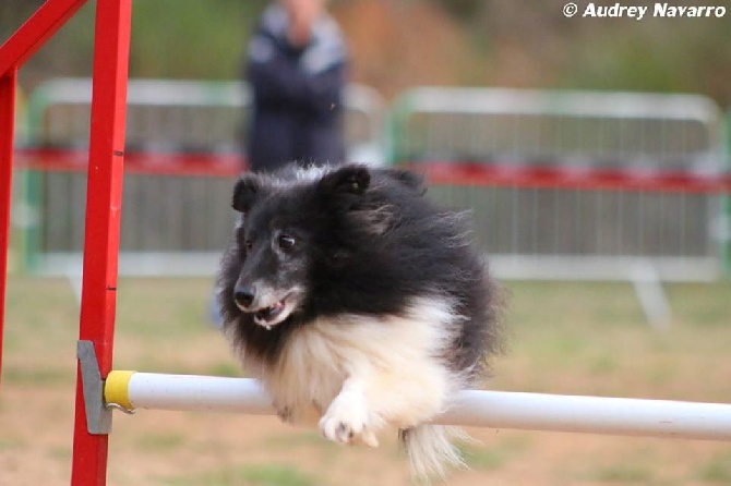 des Crocs de Provence - Concours d'agility de Marignane