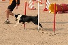  - Concours d'agility d'Istres