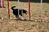  - Concours d'agility d'Avignon