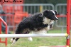  - Concours d'agility d'Aix en Provence