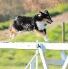  - Brevet d'agility pour Outside Duo