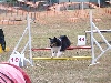  - Concours d'agility de Mézel