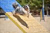  - Concours d'agility des Cadéous