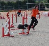  - Concours d'agility de Tarascon