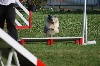  - Concours d'agility de Marignane