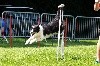  - Concours d'agility de Jonquières