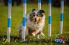  - Maenerys 4ème au Championnat de France d'agility des Bergers des Shetl