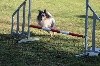  - Concours d'agility de Marignane