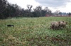  - Stage troupeau pour Comète