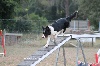  - Concours d'agility de Martigues