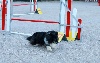  - Concours d'agility de Monaco