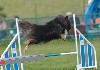  - Concours d'agility de Cabrières