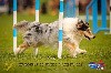  - Légolas 3ème au Championnat de France d'agility des Bergers des Shetla