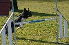  - Concours d'agility des Cadéous