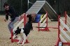  - Concours d'agility de Tarascon