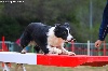  - Concours d'agility d'Eyragues