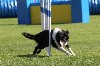  - Concours d'agility d'Arras sur Rhône