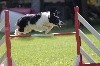  - Concours d'agility de Miramas