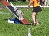  - Championnat de France d'agility Bergers des Shetland