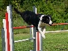  - Concours d'agility de Mézel