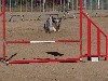  - Concours d'agility du PUCH