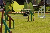  - Concours d'agility de Villeneuve Loubet