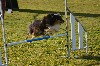  - Iakari au concours d'agility des Cadéou