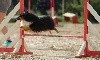  - Concours d'agility des Cadéou