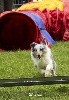  - Concours d'agility de Villeneuve de la Raho