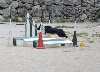  - Concours d'agility d'Ollioules