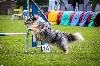  - Maenerys au concours d'agility d'Orange Caderousse