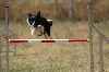  - Début des concours d'agility pour Névada.