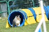  - Concours d'agility de Lorette