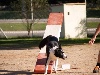  - Concours d'agility de Marignane