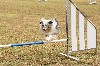  - Concours d'agility du Pouzin