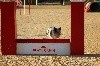  - Concours d'agility des Cadéous