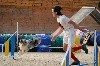  - Concours d'agility de Cannes